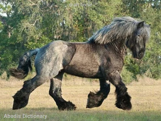 draft horse